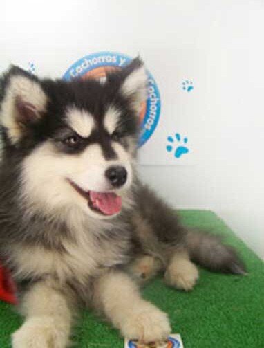 Alaska Malamute