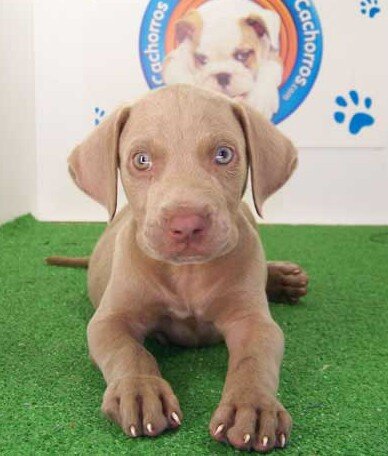 Weimaraner