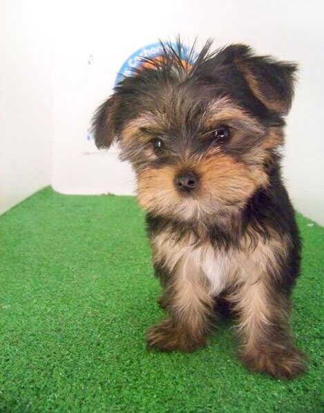 Yorkshire Terrier