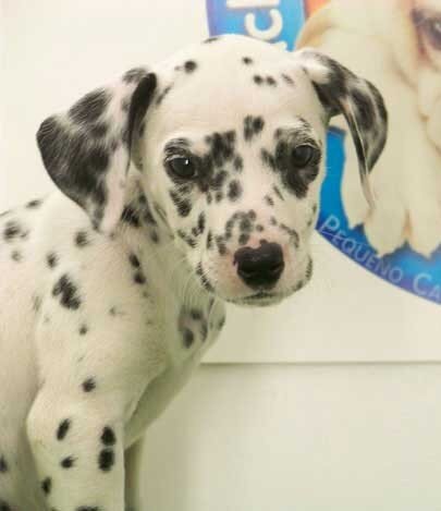 Dalmata