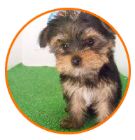 Venta de perros cachorros