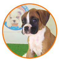 Venta de perros cachorros grandes