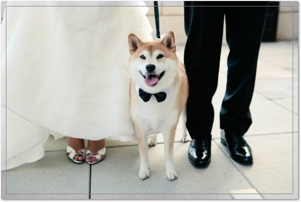 Venta de perro Shiba Inu