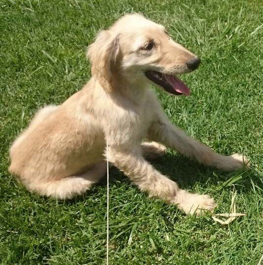 Venta de cachorros lebrel afgano