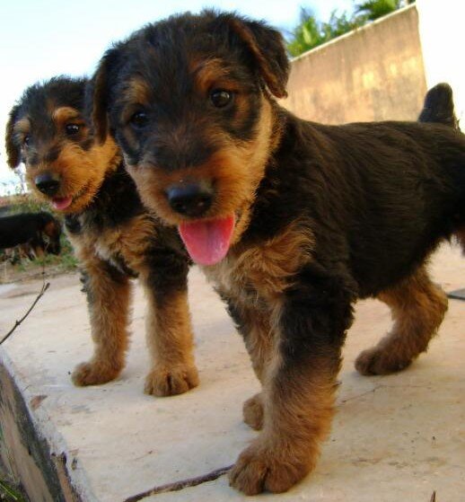Airedale Terrier