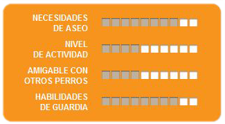 Caracteristicas akita americano