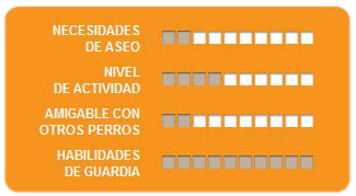 Caracteristicas Amstaff