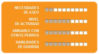 Caracteristicas bloodhound