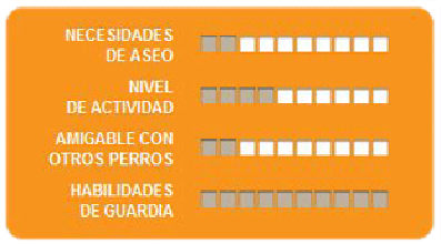 Caracteristicas bull terrier 