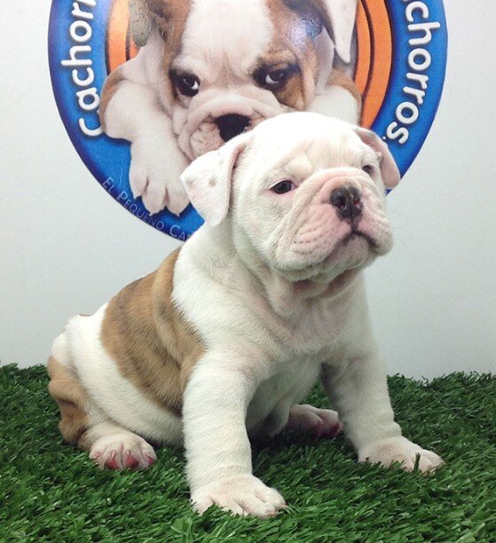 Venta de perros cachorros bulldog inglés