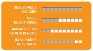 Caracteristicas chow chow