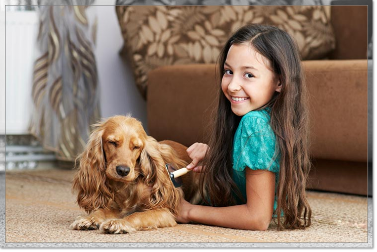 Venta de perros Cocker Spaniel 