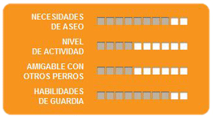 Caracteristicas dogo