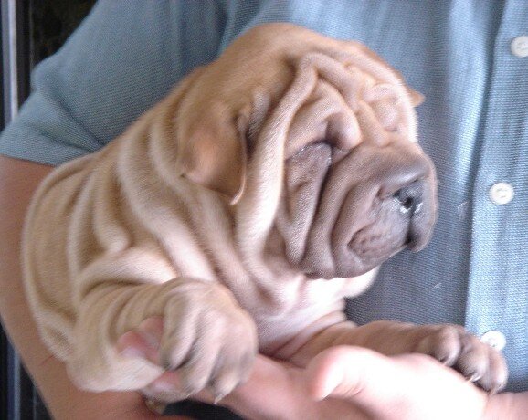 Shar Pei