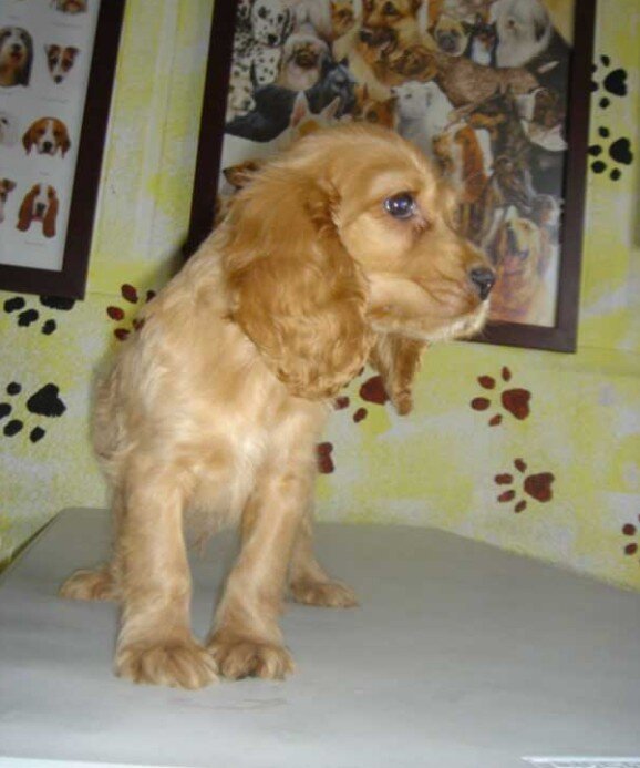 Cocker Spaniel Ingles