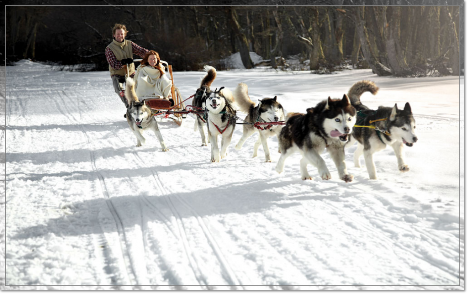 Venta de perros Husky Siberiano