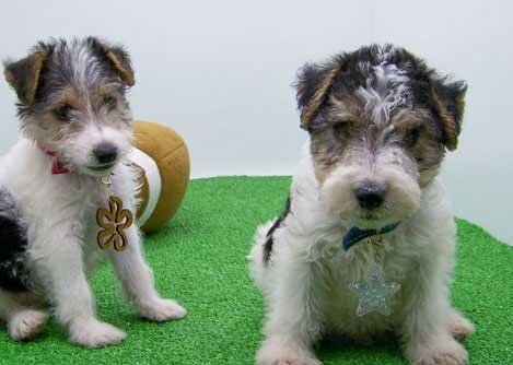 Fox Terrier Wire