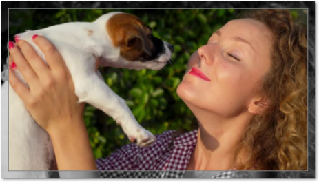 Venta de perro Jack Russel Terrier