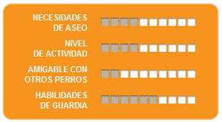 Caracteristicas jack russel