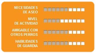 Caracteristicas labrador