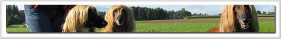 Caracteristicas del Afgano