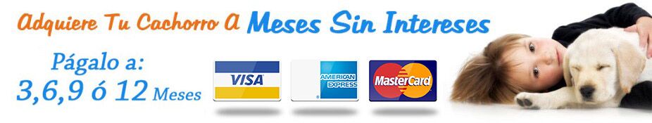 Adquiere tu cachorro HOY y págalo a 12 MESES