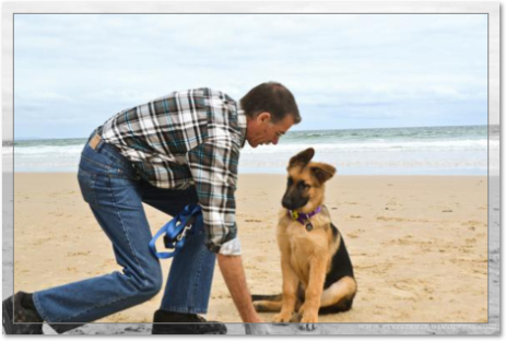 Venta de perros Pastor Aleman