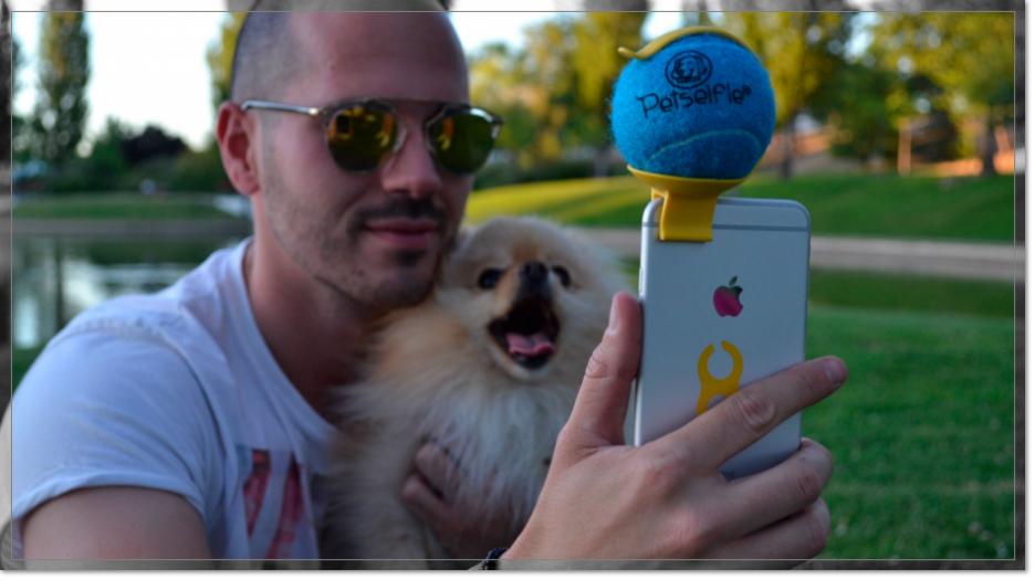 Venta de perros Pomerania