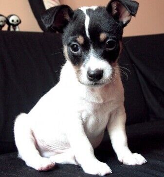 Ratonero Bodeguero Andaluz