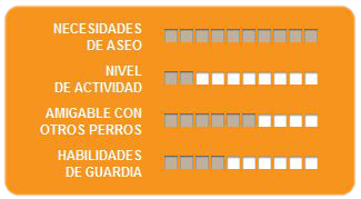 Caracteristicas Shih Tzu