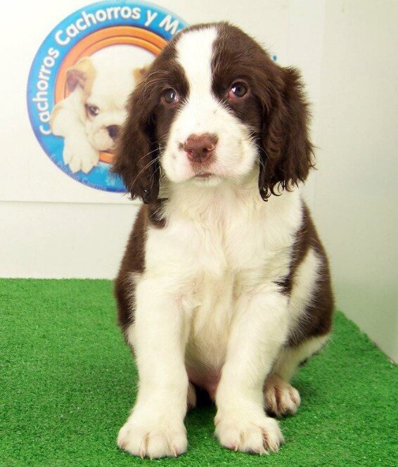 Springer Spaniel