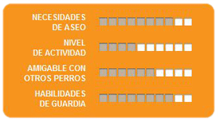 Caracteristicas terrier escoces