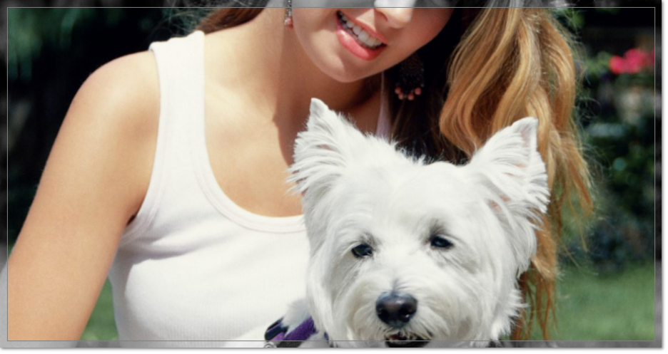 Venta de perros Westie