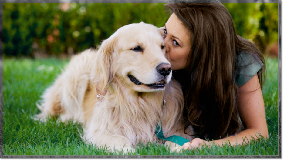 Venta de perros golden retriever