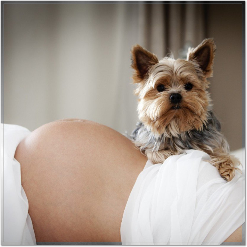 Venta de perros Yorkshire